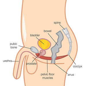 identify kegel muscles