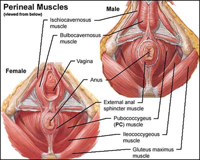 kegel muscles