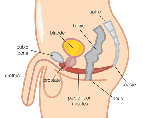 pelvic floor muscles diagram