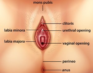 diagram showing the vagina anatomy