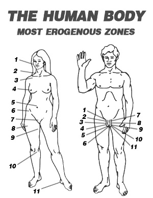 diagram of the male and female erogenous zones