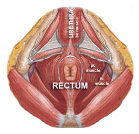 pelvic floor muscles diagram