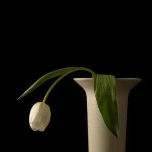 image of a drooping flower representing erection problems