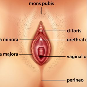 diagram showing where the clitoris is