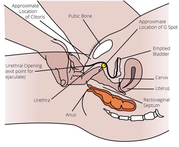 G-spot anatomical diagram