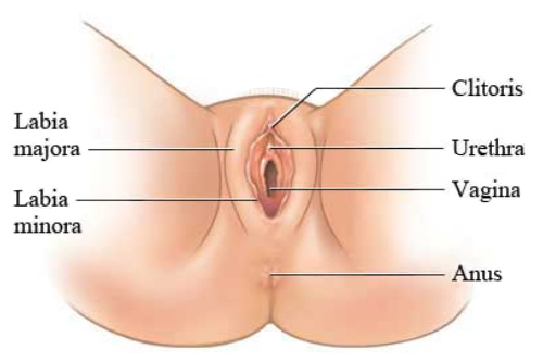 female sexual anatomy diagram