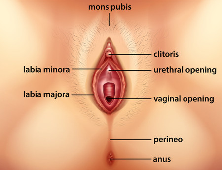 anatomy of human vagina diagram