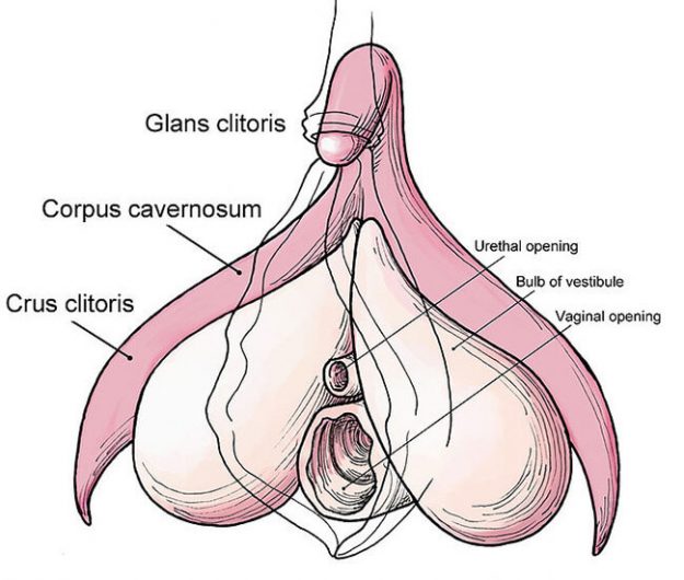 diagram showing the internal part of the clitoris